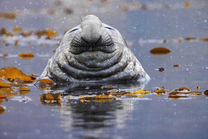 Wildlife in Antarctica ©Poseidon Expeditions, Piet Van Den Bemd.jpg